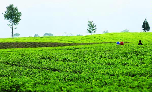 مزارع الشاي في باندونق